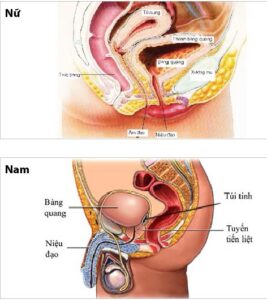 Xạ trị vùng bụng – chậu