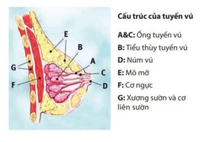 Xạ trị tuyến vú