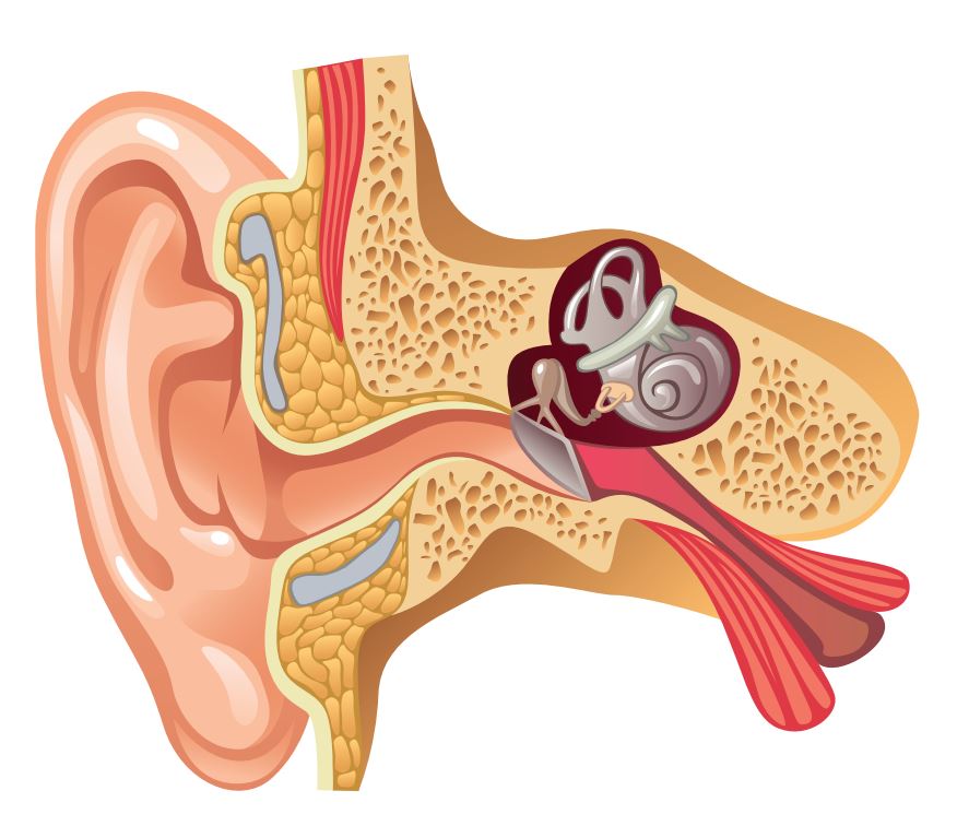 Otosclerosis and stapes surgery — Hearing Institute