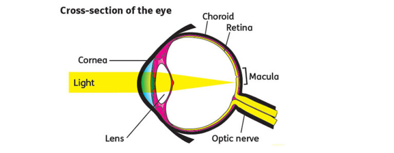 Age-Related Macular Degeneration