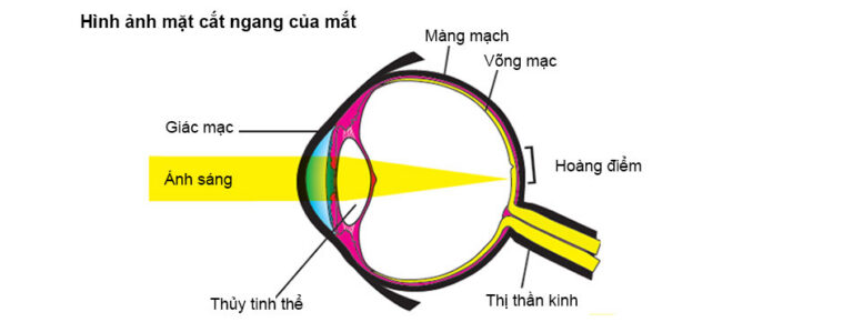 Thoái Hóa Hoàng Điểm Do Tuổi Tác