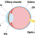 Corneal Transplantation