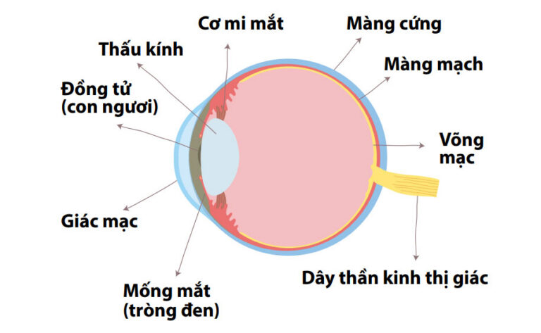 Phẫu thuật cấy ghép giác mạc