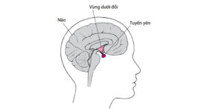 Thiếu Hụt Nội Tiết Tố Tăng Trưởng