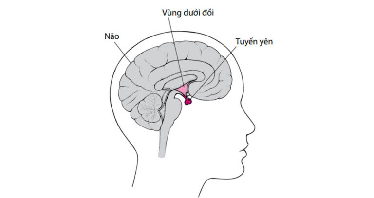 Thiếu Hụt Nội Tiết Tố Tăng Trưởng