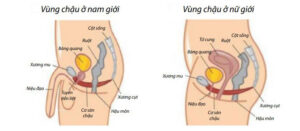 Chuẩn Bị Ruột và Bàng Quang để Xạ Trị Vùng Chậu