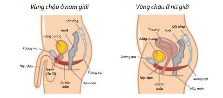 Chuẩn Bị Ruột và Bàng Quang để Xạ Trị Vùng Chậu