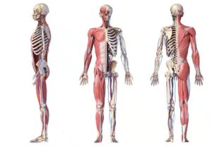 Các bệnh về xương khớp thường gặp và cách điều trị hiệu quả