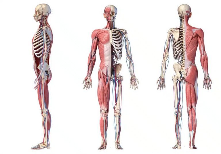 Các bệnh về xương khớp thường gặp và cách điều trị hiệu quả