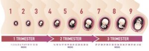 8 mốc khám thai định kỳ quan trọng giúp mẹ bầu theo dõi thai kỳ chính xác